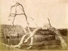 Proclamation Tree, Glenelg, c1880
